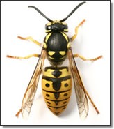 Lincs Wasp Nest Removal 372789 Image 1